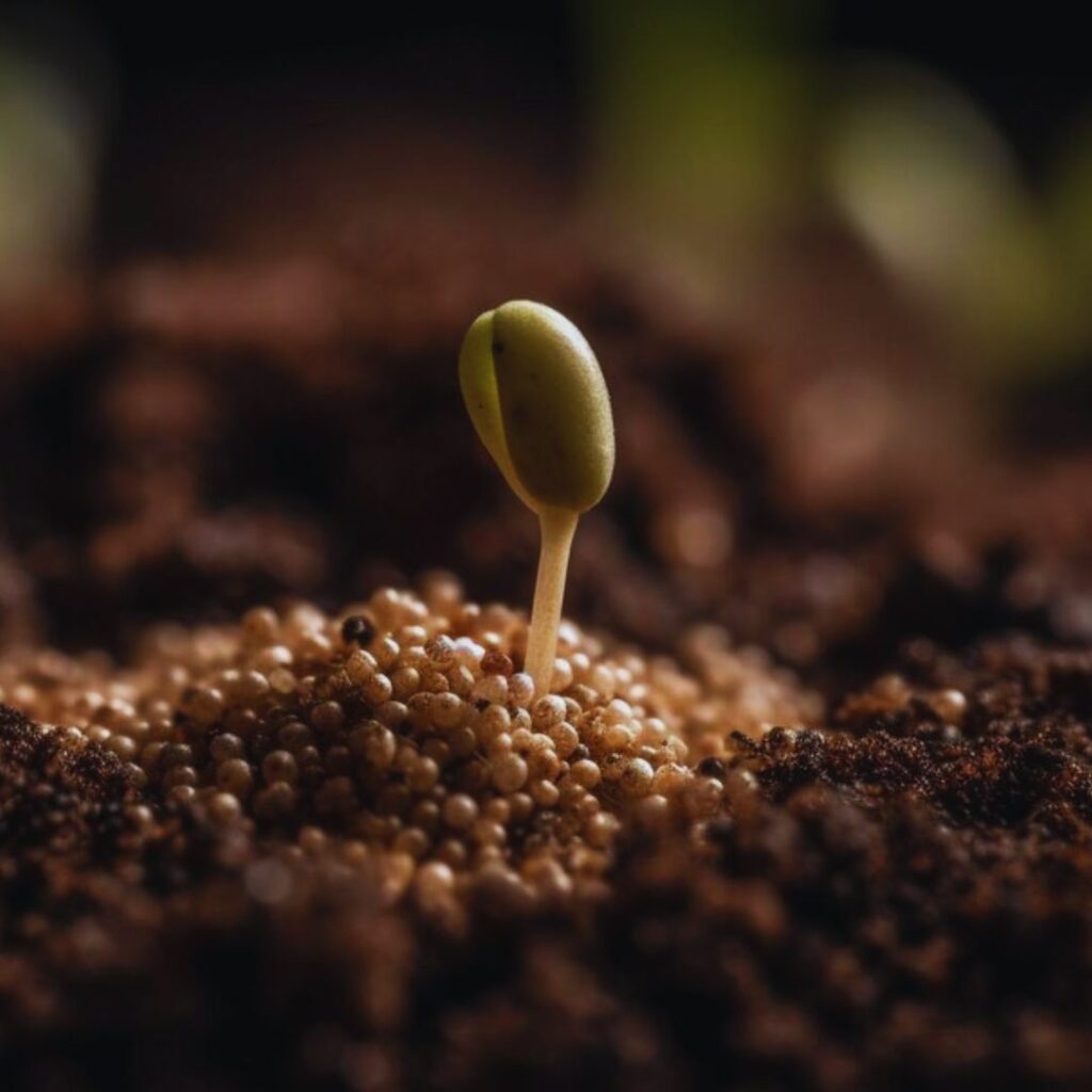 Semente-que-morre-terra-início-fruto-abundante-vida-ressurreição