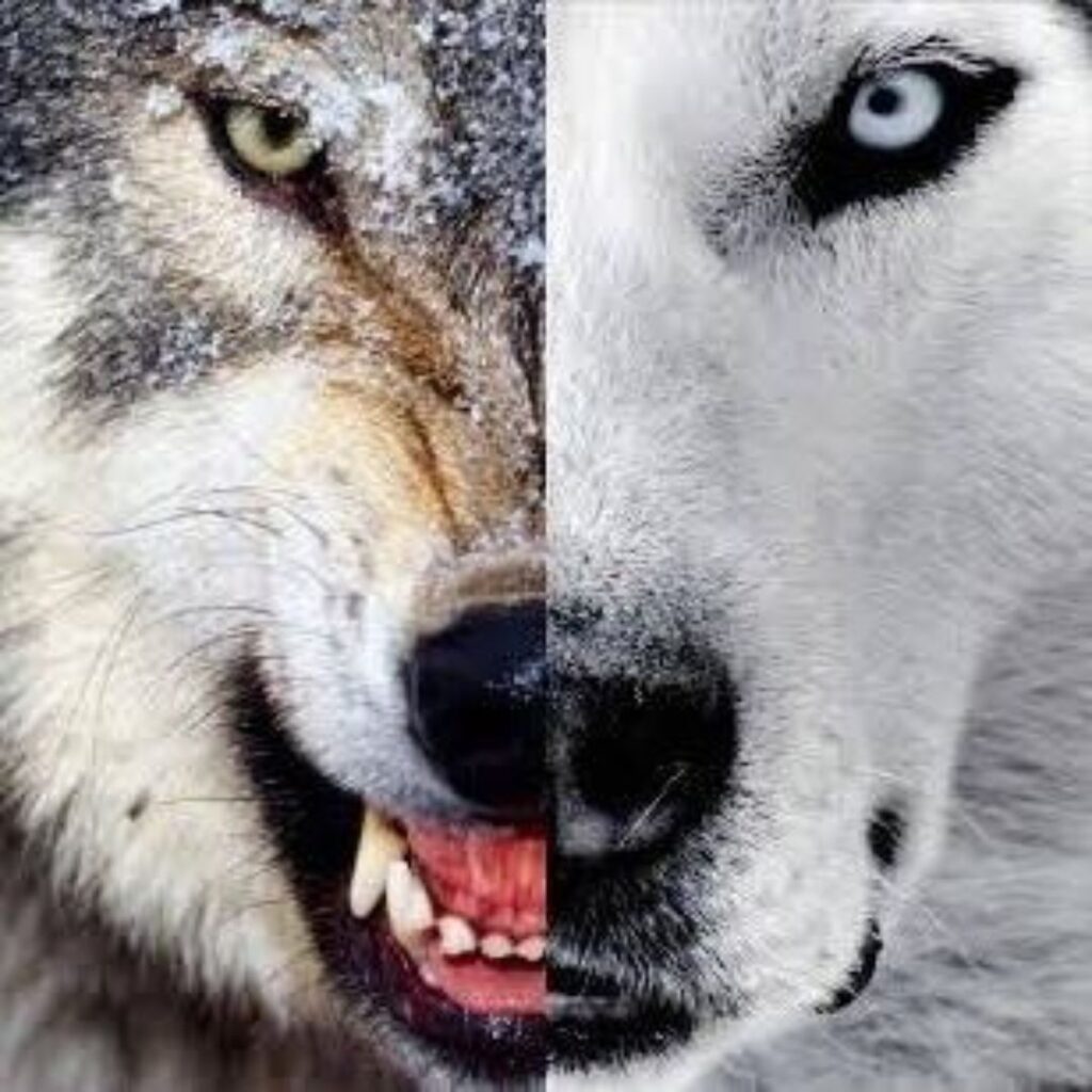 Conflito-verdadeiro-falso-eu-criança-interior-transformação-mudança-cura-coração-fé-oração