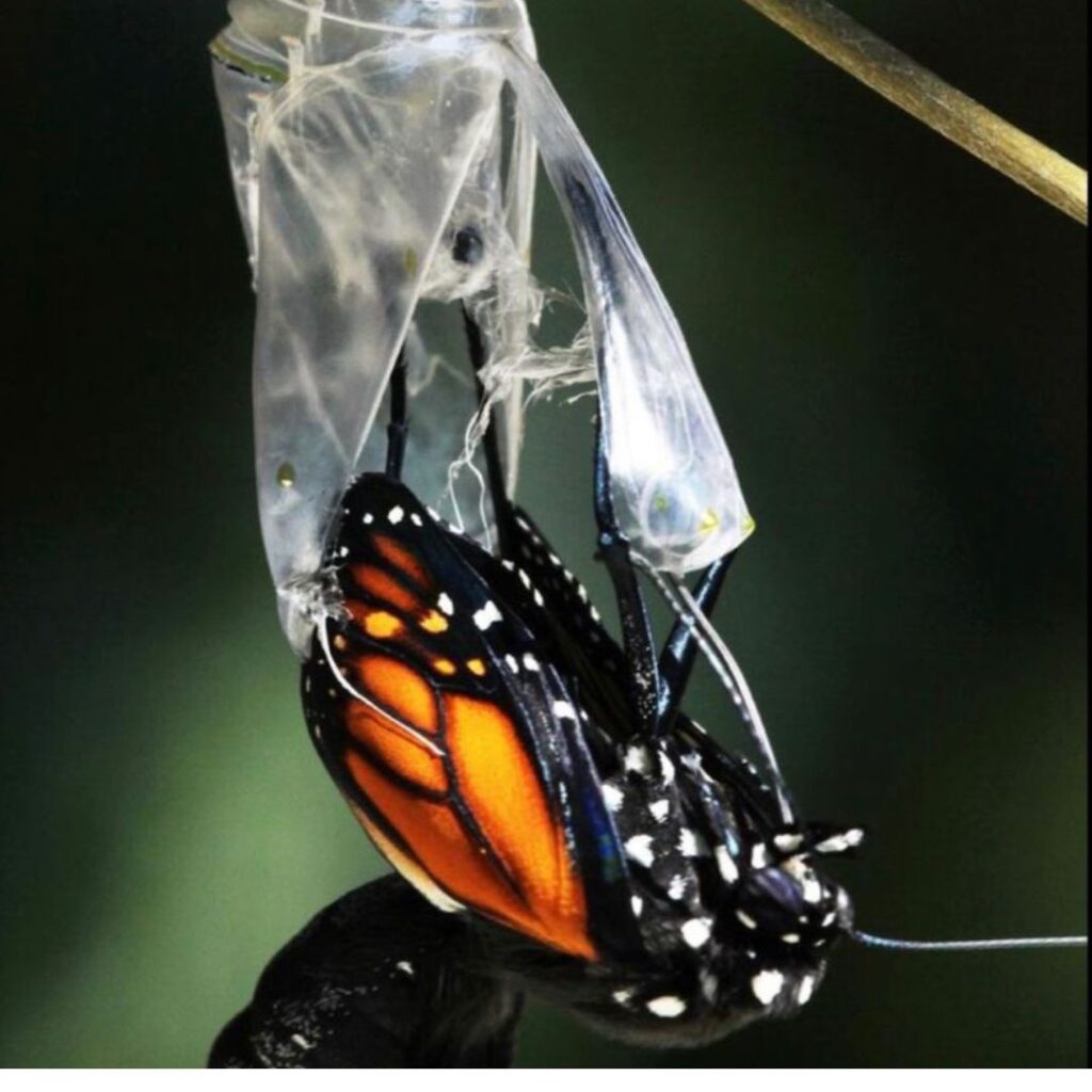 Libertação-velho-eu-um-processo-metamorfose-transformação-cura-criança-interior-mudança-coração-transformação