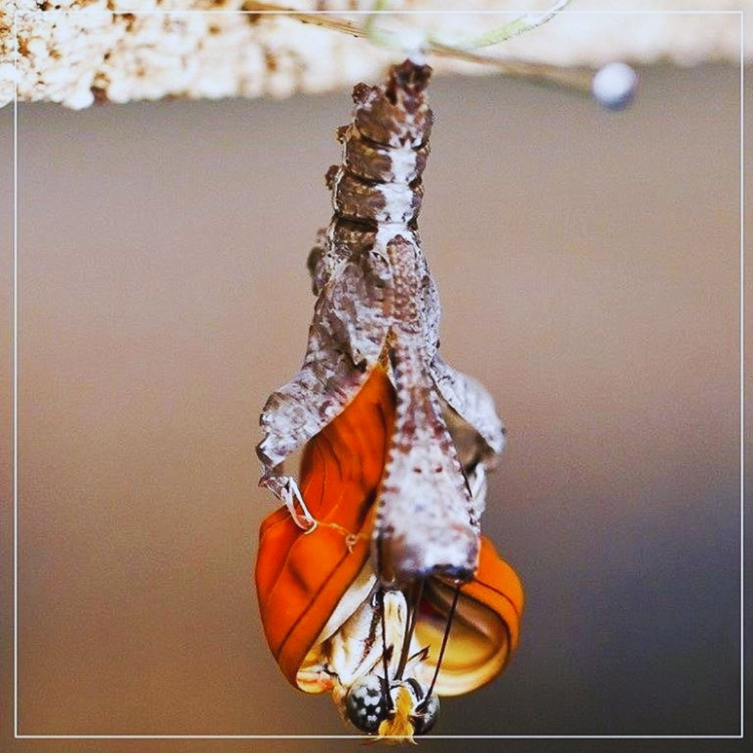 Construindo um Novo Eu: Como Sustentar a Transformação com Consciência e Amor