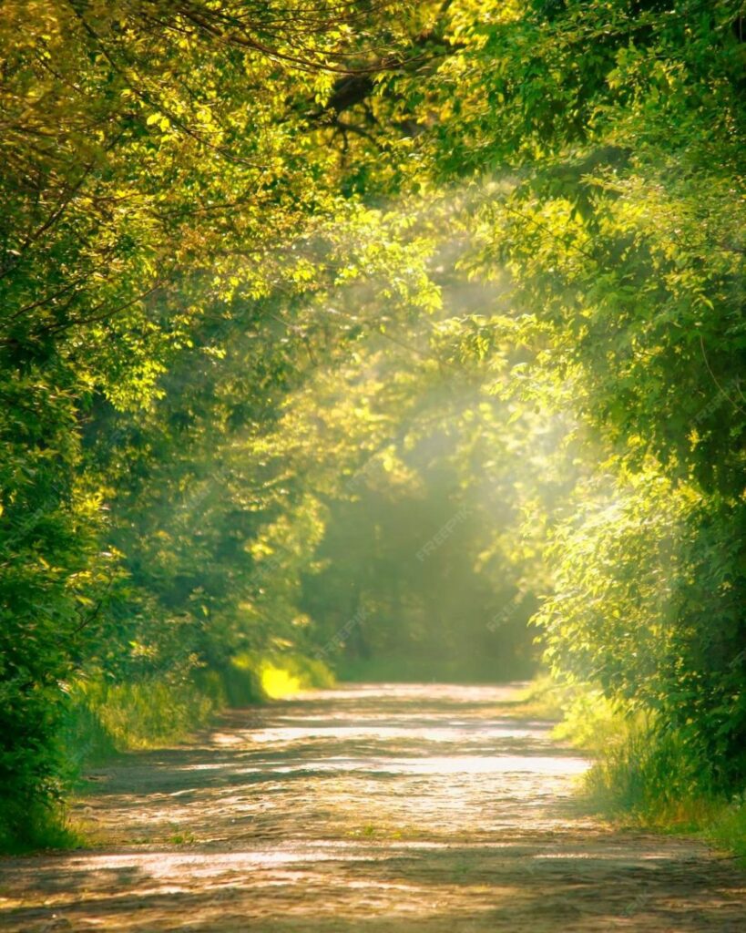 Gratidão-alicerce-onde-transformação-floresce-ransformação-cura-criança-interior-mudança-acolhida-aceitação-perdão-autocompaixão-ressignificação-mudança-coração-fé-oração