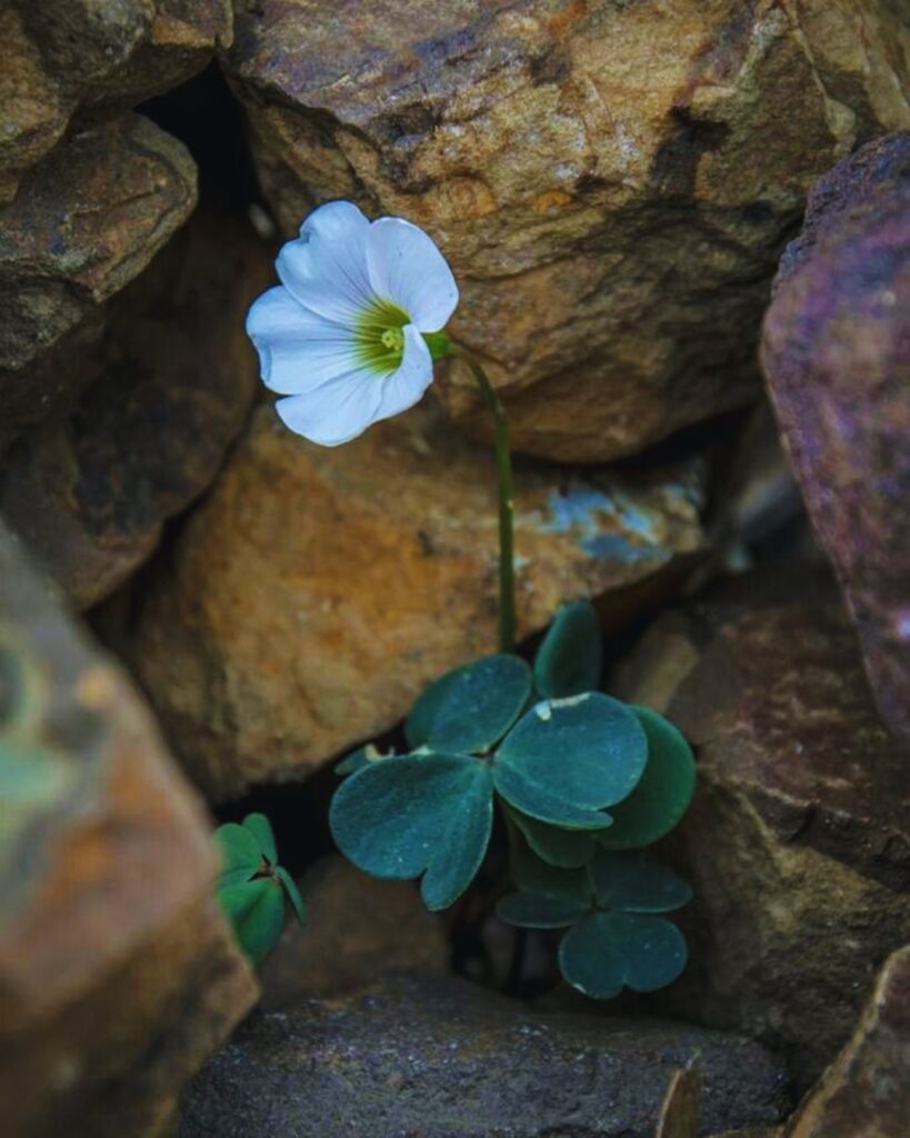 transformação-cura-criança-interior-mudança-acolhida-aceitação-perdão-autocompaixão-ressignificação-mudança-coração-fé-oração